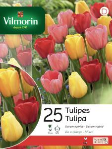 Tulipe Darwin En Mélange